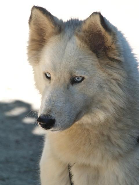 Donut, una splendida Husky Foto 7
